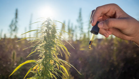 What is Full Spectrum THC oil?